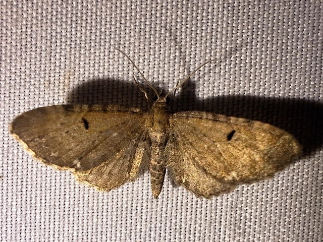 Eupithecia