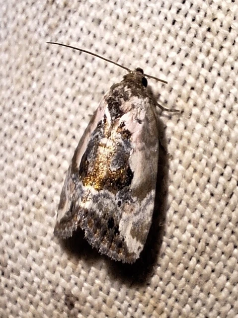 Hapalotis venustula - rózsaszínű mázasbagoly