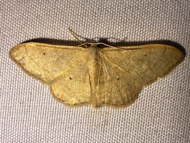 Idaea deversaria - egyszínű sávosaraszoló