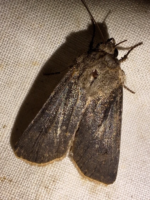 Agrotis segetum - vetési földibagoly