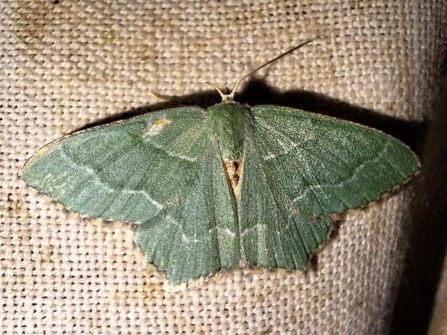 Hemithea aestivaria - nyír-zöldaraszoló