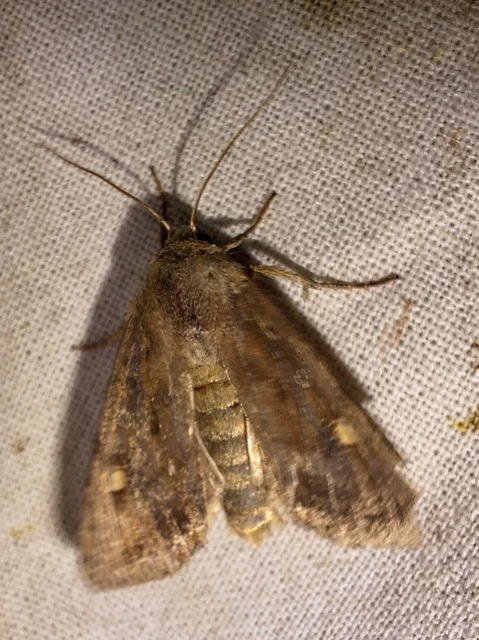 Lacanobia oleracea - saláta-kertibagoly