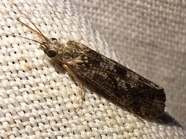 Trichoptera - Tegzesek