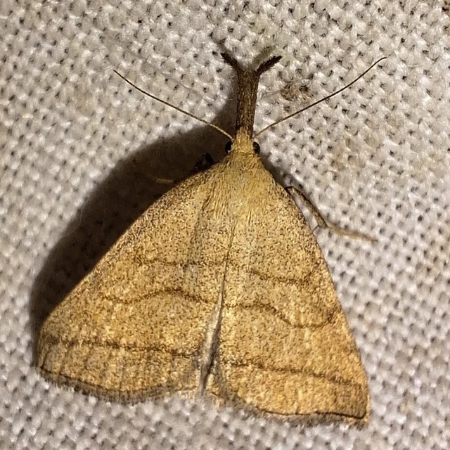 Polypogon tentacularia - sötétaljú karcsúbagoly