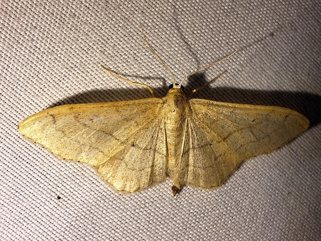 Idaea aversata - nagy sávosaraszoló