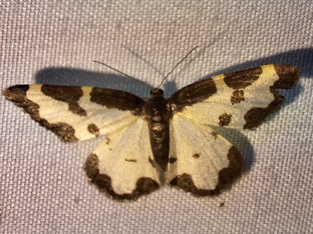 Lomaspilis marginata - szegélyes nyárfaaraszoló