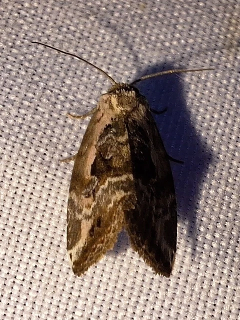 Hapalotis venustula - rózsaszínű mázasbagoly