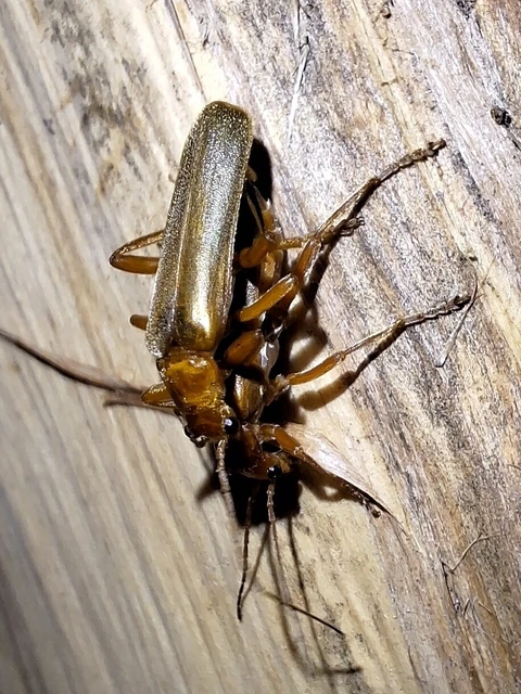 Cantharis rufa - rőt lágybogár Cantharis rufa - rőt lágybogár