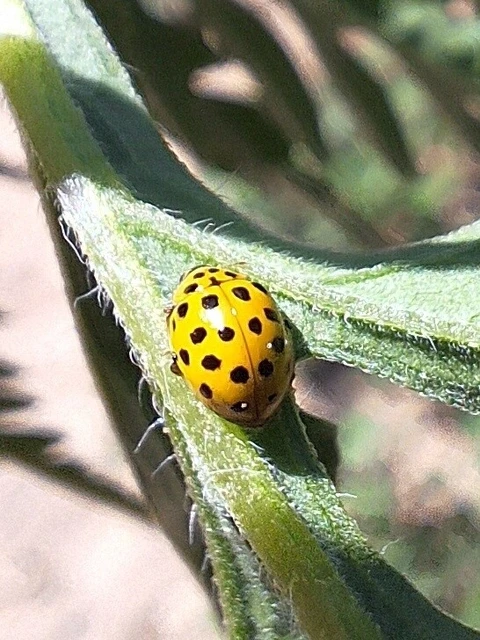 Psyllobora vigintiduopunctata - huszonkétpettyes katica