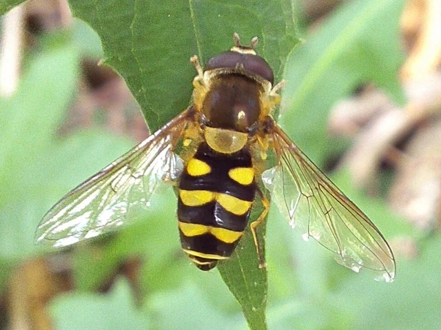 Diptera - Kétszárnyúak Diptera - Kétszárnyúak