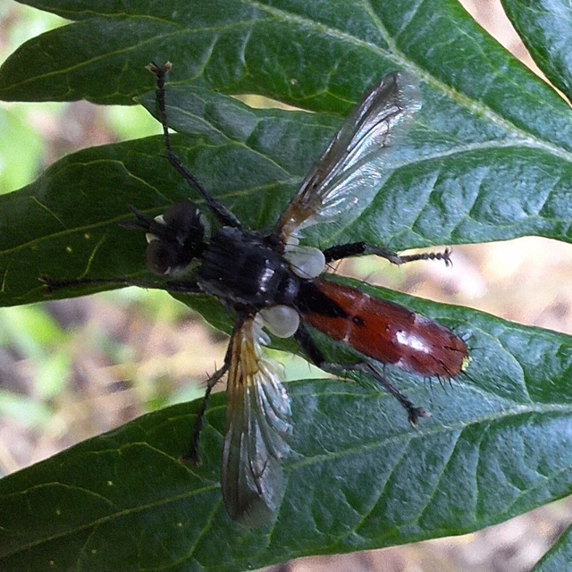 Diptera - Kétszárnyúak Diptera - Kétszárnyúak