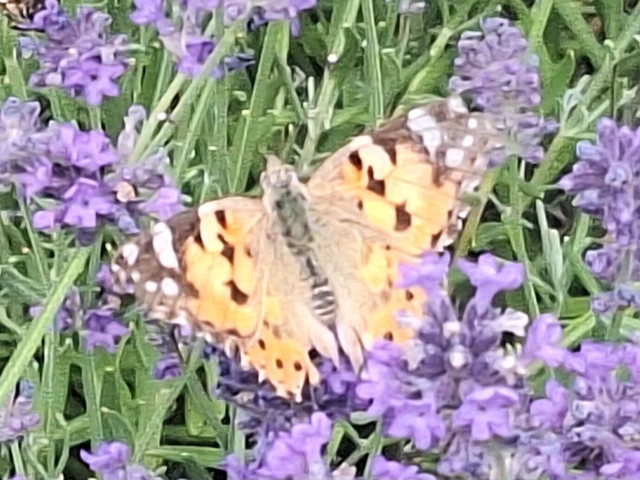 Vanessa cardui - bogáncslepke