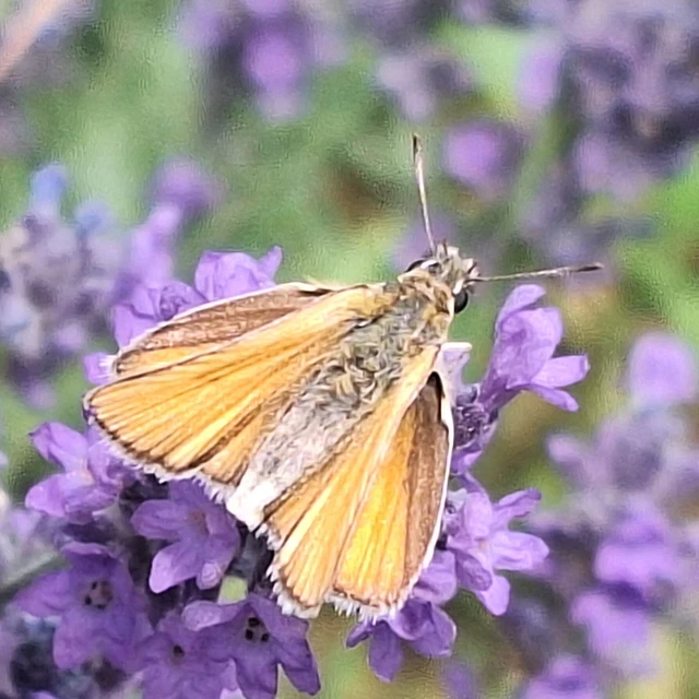 Thymelicus lineola - vonalas busalepke