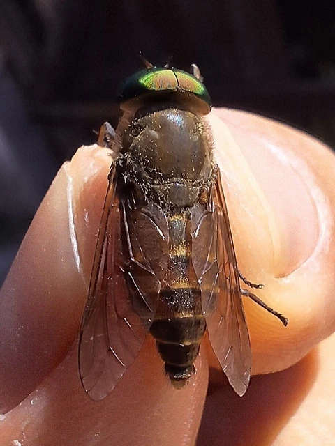 Diptera - Kétszárnyúak Diptera - Kétszárnyúak