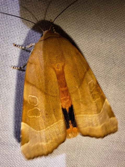 Noctua fimbriata - szélessávú sárgafűbagoly