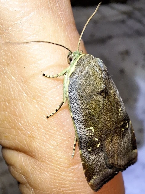 Noctua janthe/janthina