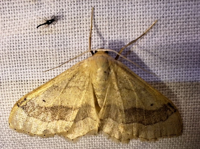 Idaea aversata - nagy sávosaraszoló
