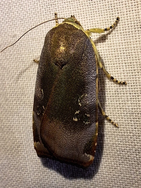 Noctua janthe/janthina