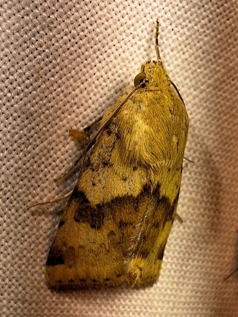 Heliothis viriplaca - mácsonyabagoly