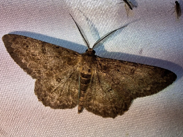 Hypomecis punctinalis - pettyes faaraszoló
