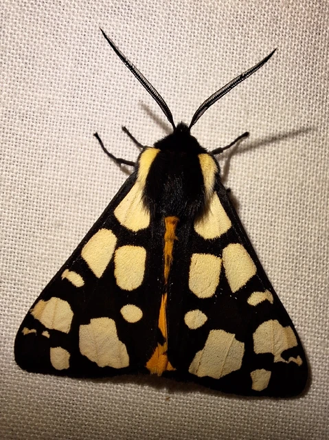 Arctia villica - fekete medvelepke