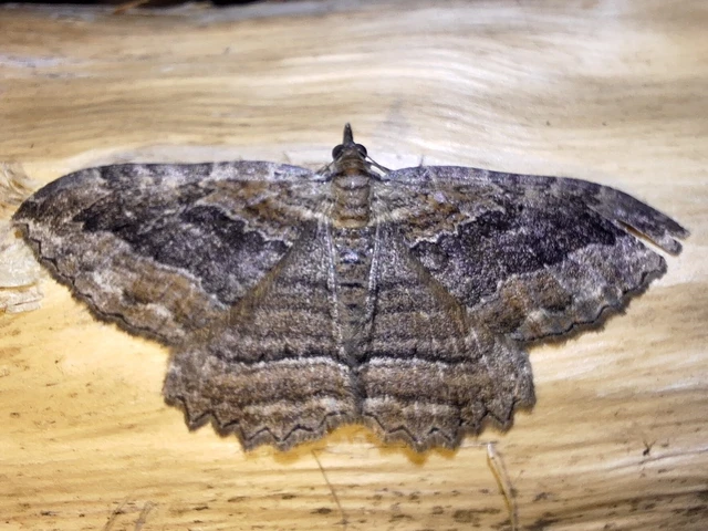 Philereme transversata - varjútövis-araszoló