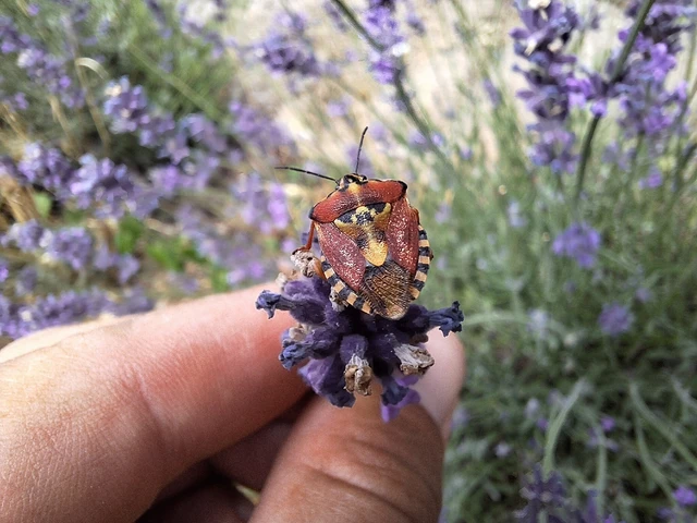 Carpocoris Carpocoris