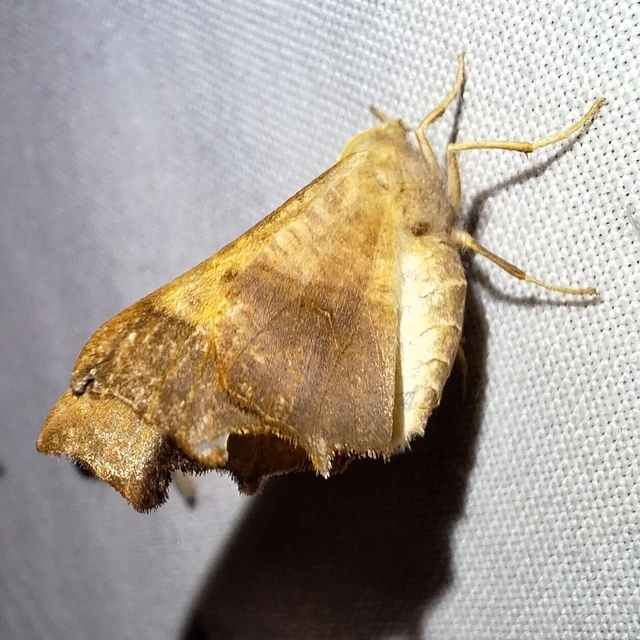 Ennomos fuscantaria - kőris-levélaraszoló