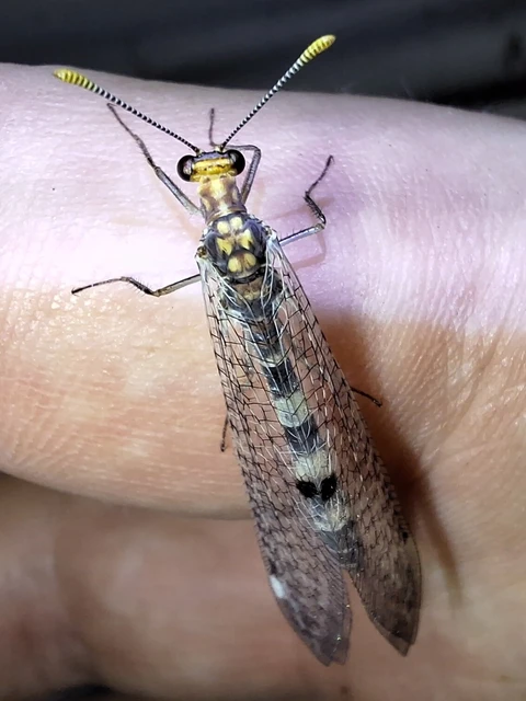 Megistopus flavicornis - kétfoltos hangyaleső
