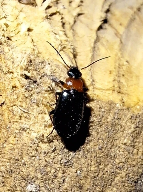 Lebia cyanocephala - pompás cserjefutó