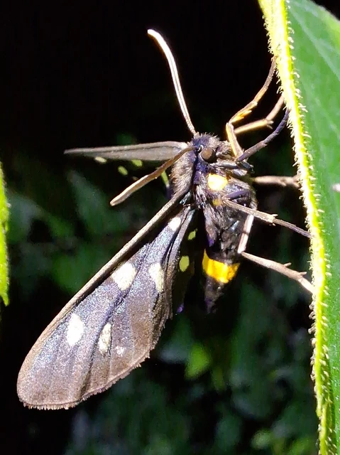 Amata phegea - fehérpettyes álcsüngőlepke