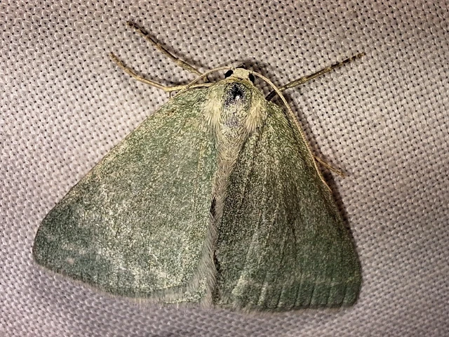 Pseudoterpna pruinata - hamvas zöldaraszoló