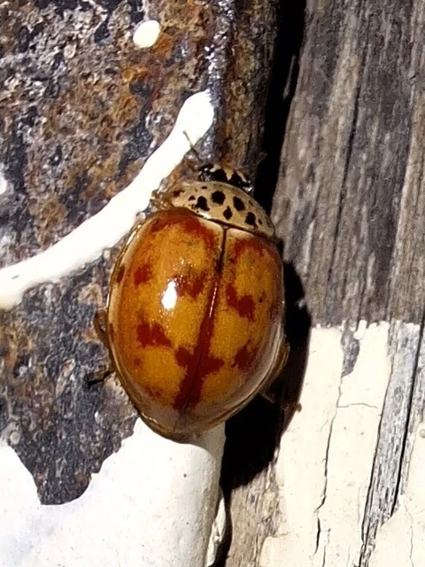 Harmonia quadripunctata - négypettyes katica