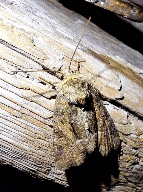 Oligia strigilis/latruncula/versicolor