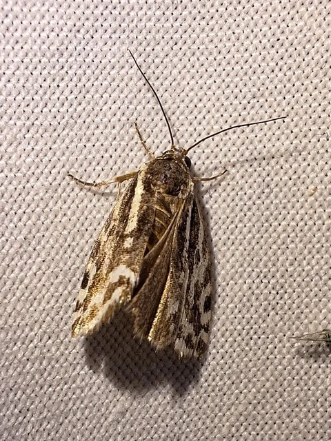 Emmelia trabealis - zebrabagoly