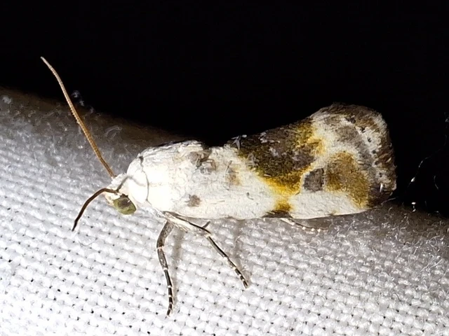 Ponometia candefacta - parlagfűbagoly