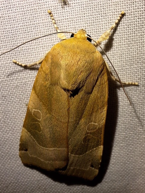 Noctua fimbriata - szélessávú sárgafűbagoly