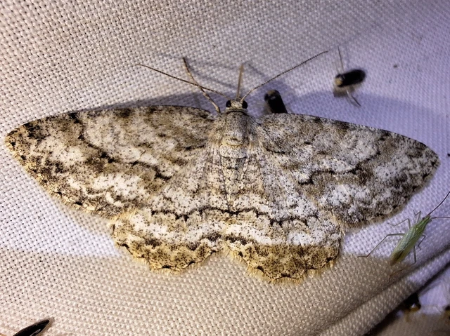 Ectropis crepuscularia - avararaszoló