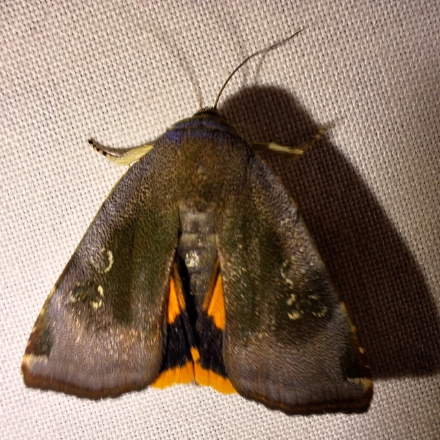 Noctua janthe - lappangó sárgafűbagoly