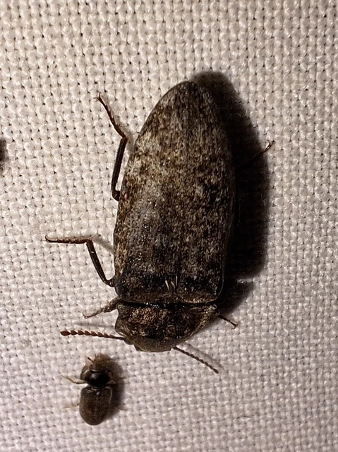 Agrypnus murinus - egérszínű pikkelyespattanó