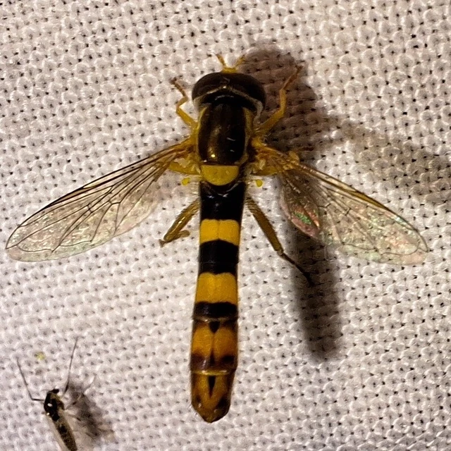 Diptera - Kétszárnyúak Diptera - Kétszárnyúak