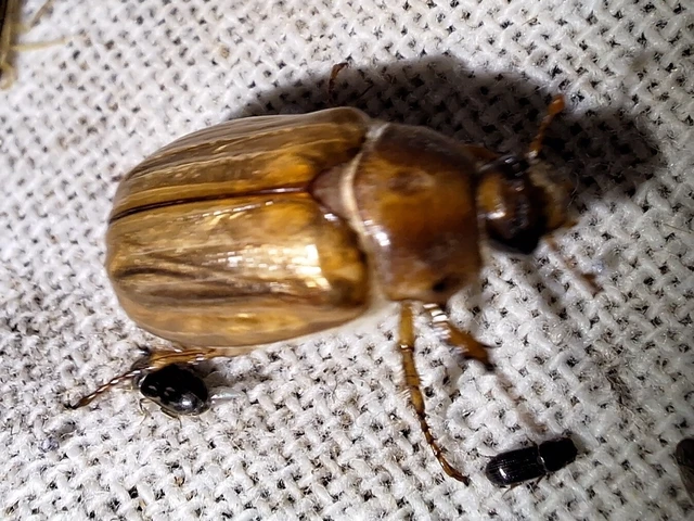Amphimallon solstitiale - bordás sárgacserebogár