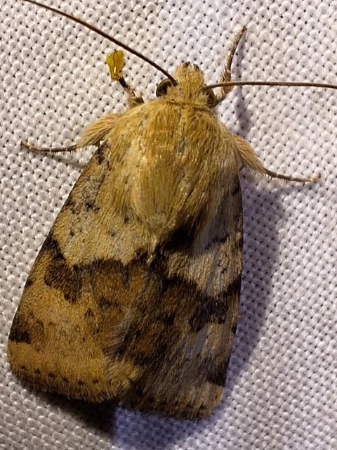 Heliothis viriplaca - mácsonyabagoly