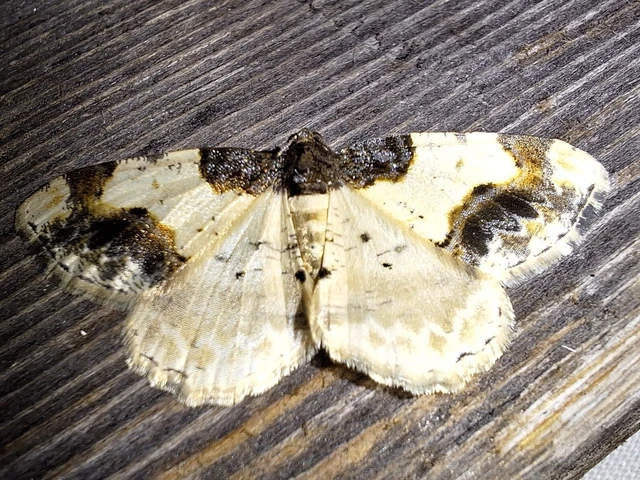 Ligdia adustata - barna levélaraszoló