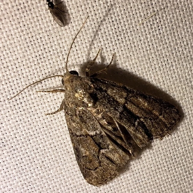 Cryphia fraudatricula - homoki zuzmóbagoly