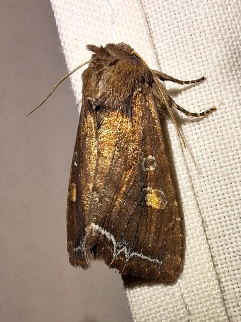 Lacanobia oleracea - saláta-kertibagoly