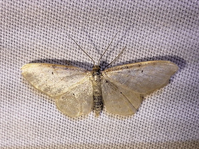 Idaea fuscovenosa - szürkeszélű apróaraszoló