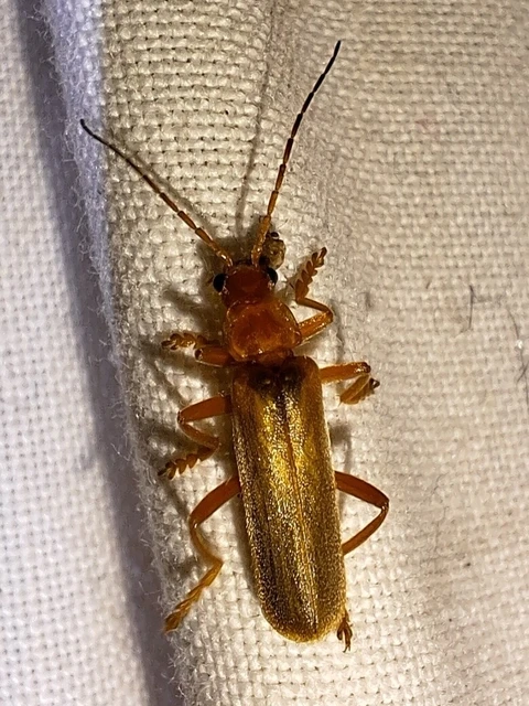 Cantharis rufa - rőt lágybogár Cantharis rufa - rőt lágybogár