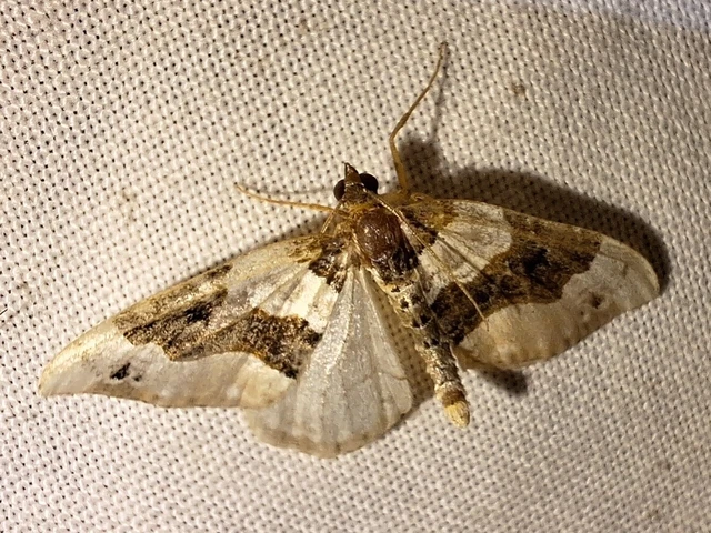Cosmorhoe ocellata - szemes galajaraszoló