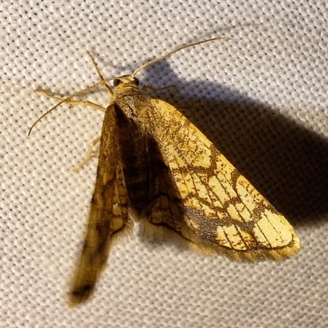 Stegania dilectaria - fehérnyár-araszoló
